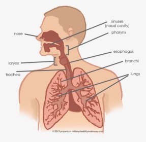 Lungs Connected To Throat, HD Png Download, Transparent PNG