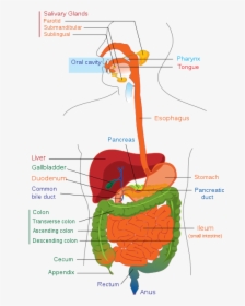 Digestive System - Digestive System High School, HD Png Download, Transparent PNG