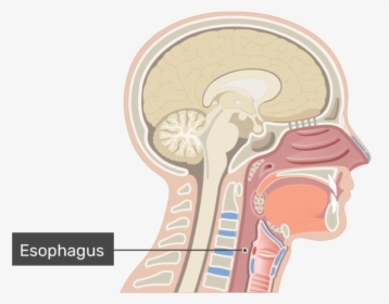 A Midsagittal View With Label - Nasal Cavity, HD Png Download, Transparent PNG