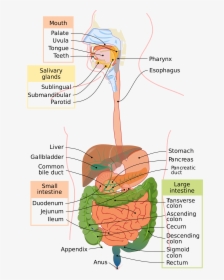 Human Digestive System Diagram Showing Mouth, Oesophagus, - Gastrointestinal Tract, HD Png Download, Transparent PNG
