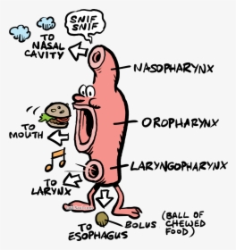 Pharynx Depicted With Legs, Eyes, And Nose - Respiratory Cartoons, HD Png Download, Transparent PNG