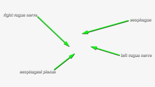 Diagram, HD Png Download, Transparent PNG