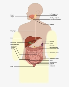 Illustration Shows The Human Lower Digestive System, - Gender Neutral Digestive System, HD Png Download, Transparent PNG