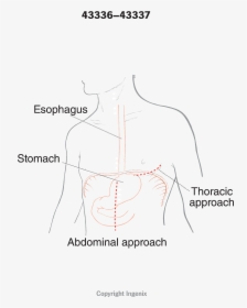 Diagram, HD Png Download, Transparent PNG