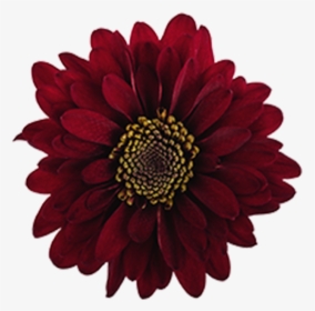 Click To Enlarge Image Burgundy Novelty Motown - Burgundy Flower Clip Art, HD Png Download, Transparent PNG
