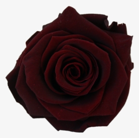 Clip Art Collection Of Free Transparent - Transparent Burgundy Rose, HD Png Download, Transparent PNG