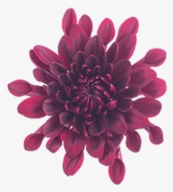Click To Enlarge Image Burgundy Cushion Malbec - Dahlia, HD Png Download, Transparent PNG