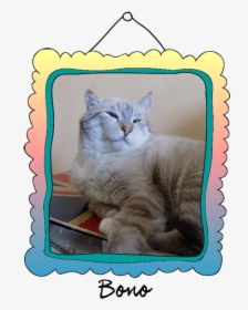Bono Crossed The Rainbow Bridge On February 26, - Domestic Short-haired Cat, HD Png Download, Transparent PNG