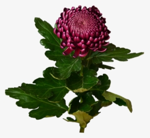 Burgundy Chrysanthemum Flower Shop Studio Flores - Chrysanths, HD Png Download, Transparent PNG