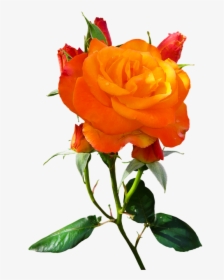 Nature, Flower, Rose, Blossom, Bloom, Isolated, Orange - Rosas De Color Naranja, HD Png Download, Transparent PNG