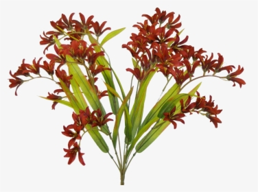 Burgundy Freesia Bush - Fire Lily, HD Png Download, Transparent PNG
