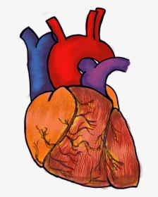 Human Heart Png File , Png Download - Human Heart Png Transparent Background, Png Download, Transparent PNG