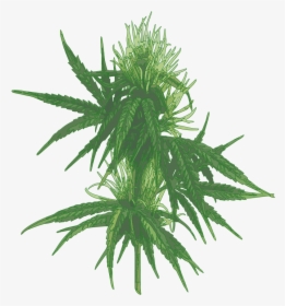 Female Cannabis Plant-01 - Next Statement House Plant Rip Fiddle Leaf Fig Tree, HD Png Download, Transparent PNG