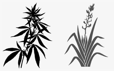 Transparent Weed Plant Png - Cannabis Leaves Transparent Background, Png Download, Transparent PNG