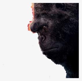 King Kong Fond D Écran - Kong: Skull Island, HD Png Download, Transparent PNG