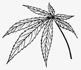 Line Art,plant,flora - Cannabis Line Drawing, HD Png Download, Transparent PNG