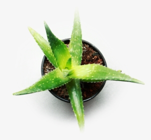 Indoor Aloe Vera For Cannabis - Aloe Vera Plant Hd, HD Png Download, Transparent PNG
