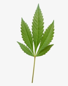 Weed Leaf, Marijuana Weed Png Image - Fern, Transparent Png, Transparent PNG