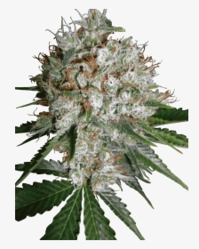 Big Bud Xxl Feminized Seeds, HD Png Download, Transparent PNG