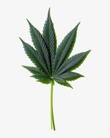 Leaf Image Free To - Transparent Cannabis Leaf Pattern, HD Png Download, Transparent PNG