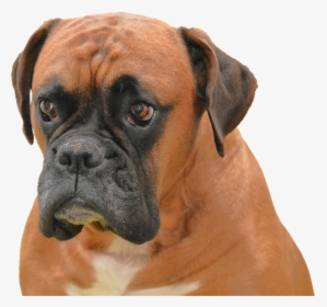 Isolerat Hund Brun Sällskapsdjur Purebreden Djur - Boxer Price In India, HD Png Download, Transparent PNG