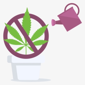 Cannabis Home Grow Is Prohibited In Manitoba, Canada - Cannabis, HD Png Download, Transparent PNG