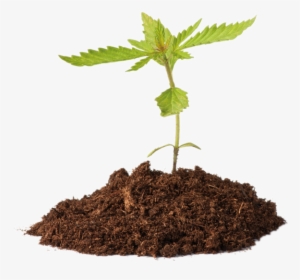 Cannabis Strategic Partners - Im Just A Little Plant, HD Png Download, Transparent PNG
