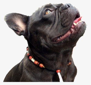 Companion Dog, HD Png Download, Transparent PNG