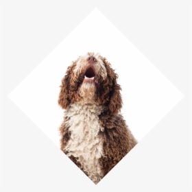 Dog Wash Appointment Booking Software - Perro Mirando Para Arriba, HD Png Download, Transparent PNG